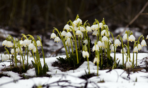 Die Flora in Bieszczady